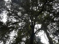 Im Orotavatal &ndash; &copy; Anne Sturm (Eberhardt TRAVEL)