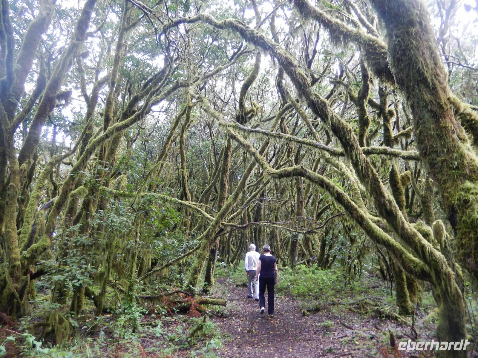 Nebelwald - La Gomera &ndash; &copy; Rebekka Böhme (Eberhardt TRAVEL)