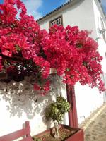 Agulo - La Gomera &ndash; &copy; Rebekka Böhme (Eberhardt TRAVEL)