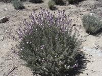 413_Teide Nationalpark &ndash; &copy; Jörg Nesse (Eberhardt TRAVEL)