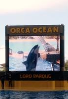501_Loro Park &ndash; &copy; Jörg Nesse (Eberhardt TRAVEL)
