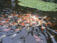 502_Loro Park &ndash; &copy; Jörg Nesse (Eberhardt TRAVEL)