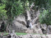 504_Loro Park &ndash; &copy; Jörg Nesse (Eberhardt TRAVEL)