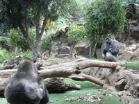 511_Loro Park &ndash; &copy; Jörg Nesse (Eberhardt TRAVEL)