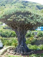 Tausendjähriger Drachenbaum