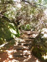Lorbeerwald &ndash; &copy; Cornelia Benz (Eberhardt TRAVEL)