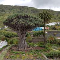 Teneriffa - Inselhüpfen auf den Kanaren - 12 Tage Rundreise auf den Kanarische Inseln &ndash; &copy; Benjamin Rodriguez Manzanares (Eberhardt TRAVEL)