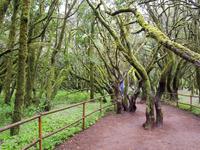 La Gomera - Inselhüpfen auf den Kanaren - 12 Tage Rundreise auf den Kanarische Inseln &ndash; &copy; Benjamin Rodriguez Manzanares (Eberhardt TRAVEL)