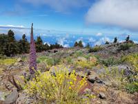 La Palma - Inselhüpfen auf den Kanaren - 12 Tage Rundreise auf den Kanarische Inseln &ndash; &copy; Benjamin Rodriguez Manzanares (Eberhardt TRAVEL)