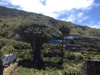 Inselrundfahrt auf Teneriffa (18) &ndash; &copy; Francisco Javier Burgos Gutierrez (Eberhardt TRAVEL)