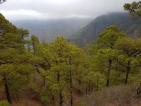 Inselhüpfen auf den Kanaren - 12 Tage Rundreise auf den Kanarische Inseln Teneriffa – La Gomera – La Palma – Gran Canaria (1079) &ndash; &copy; Benjamin Rodriguez Manzanares (Eberhardt TRAVEL)