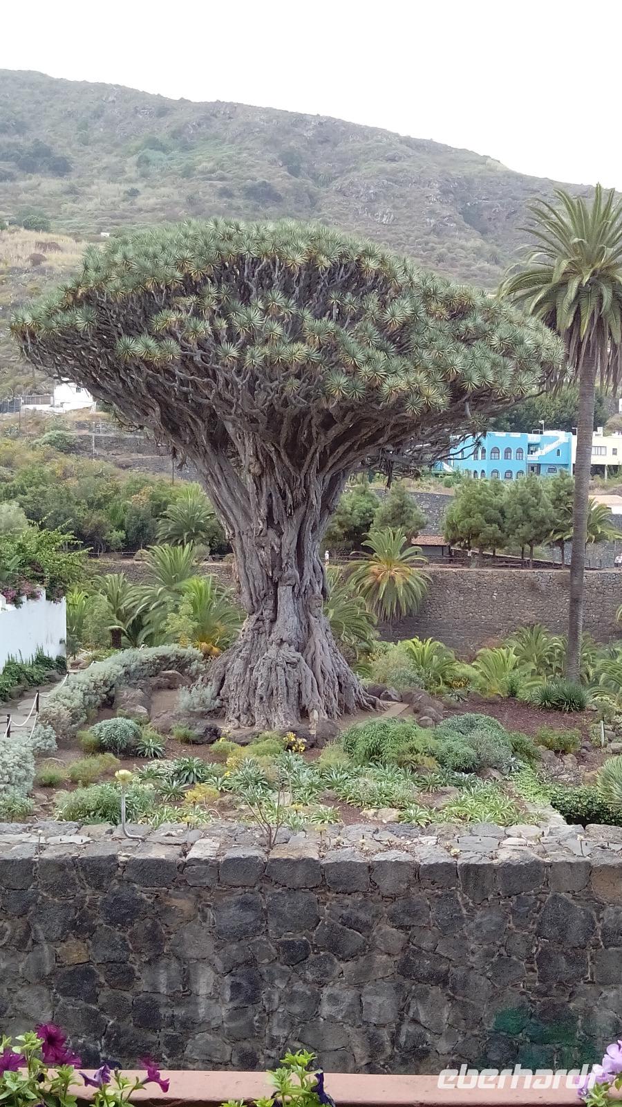 Tenerife - Drachenbaum &ndash; &copy; Cornelia Benz (Eberhardt TRAVEL)
