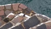 Tenerife - Garachico (13) &ndash; &copy; Cornelia Benz (Eberhardt TRAVEL)