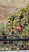 Gomera - Agulo (3) &ndash; &copy; Cornelia Benz (Eberhardt TRAVEL)