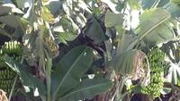 Gomera - Agulo (4) &ndash; &copy; Cornelia Benz (Eberhardt TRAVEL)