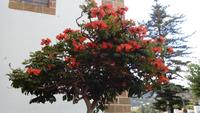 Gran Canaria - Teror (5) &ndash; &copy; Cornelia Benz (Eberhardt TRAVEL)