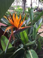 exotische Pflanzen  &ndash; &copy; Stefanie Glanemann (Eberhardt TRAVEL)