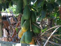 Mango  &ndash; &copy; Stefanie Glanemann (Eberhardt TRAVEL)
