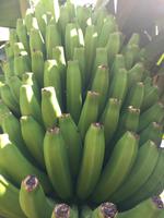 Bananen  &ndash; &copy; Stefanie Glanemann (Eberhardt TRAVEL)