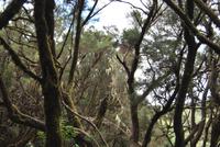 Garajonay Nationalpark &ndash; &copy; Eric Richter (Eberhardt TRAVEL)