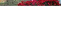La Gomera - Agulo &ndash; &copy; Eric Richter (Eberhardt TRAVEL)