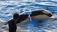 Tag - Teneriffa - Loro Parque &ndash; &copy; Nadja Klinkhardt (Eberhardt TRAVEL)
