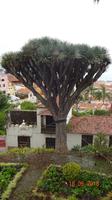 Teneriffa - Drachenbaum &ndash; &copy; Nadja Klinkhardt (Eberhardt TRAVEL)