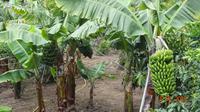 Teneriffa - Bananen &ndash; &copy; Nadja Klinkhardt (Eberhardt TRAVEL)