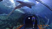 Teneriffa - Loro Parque &ndash; &copy; Nadja Klinkhardt (Eberhardt TRAVEL)