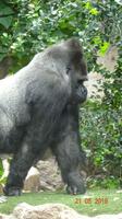 Teneriffa - Loro Parque &ndash; &copy; Nadja Klinkhardt (Eberhardt TRAVEL)