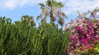 Teneriffa - Blütenpracht &ndash; &copy; Nadja Klinkhardt (Eberhardt TRAVEL)