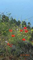 La Palma - Blütenpracht &ndash; &copy; Nadja Klinkhardt (Eberhardt TRAVEL)
