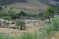 Kamele