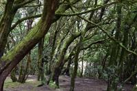 Anaga-Gebirge &ndash; &copy; Eric Richter (Eberhardt TRAVEL)