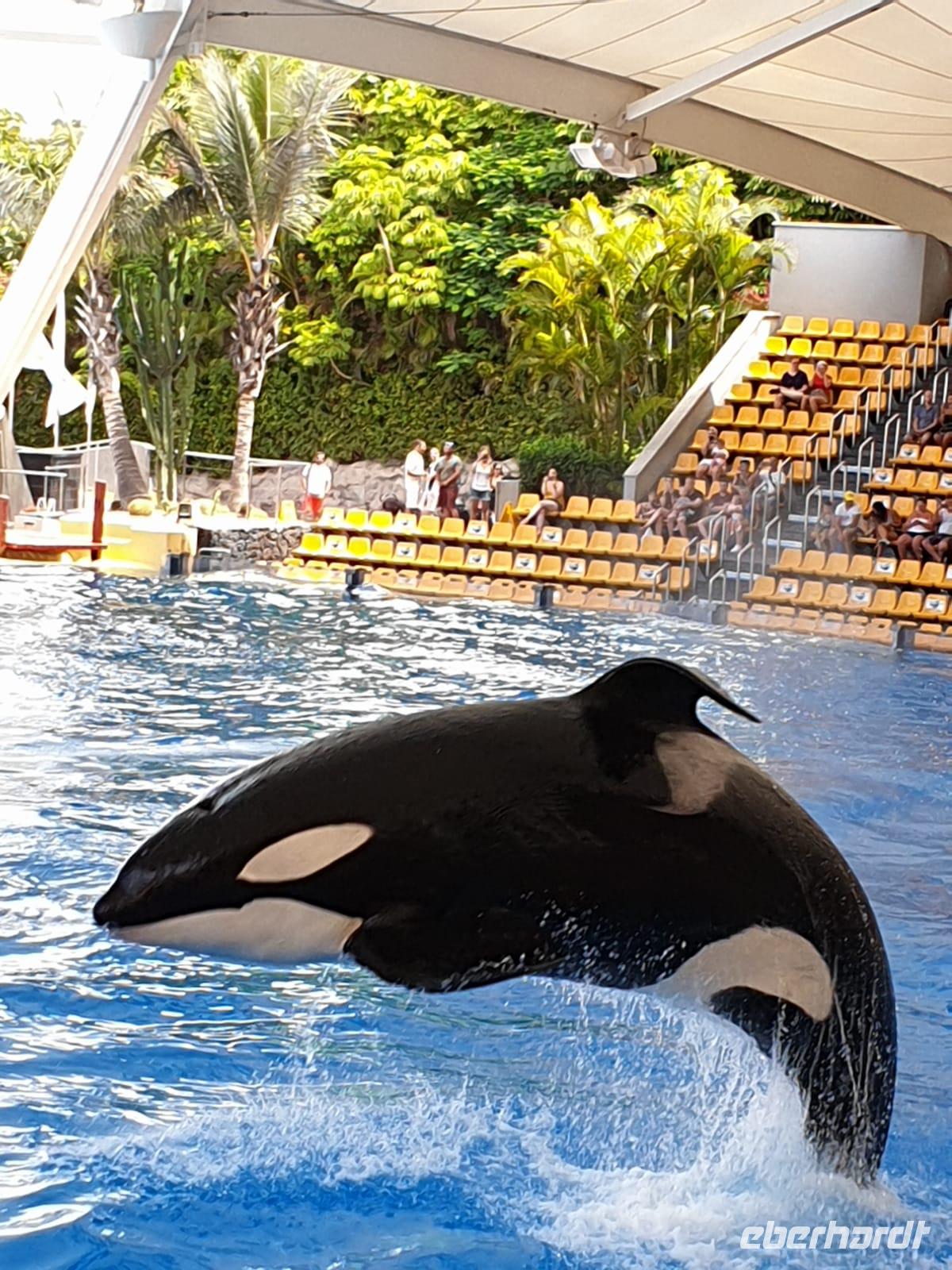 Orkashow im Loro Parque  &ndash; &copy; Carina Schmidt (Eberhardt TRAVEL)
