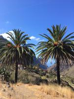 Palmen in Garachico &ndash; &copy; Carina Schmidt (Eberhardt TRAVEL)