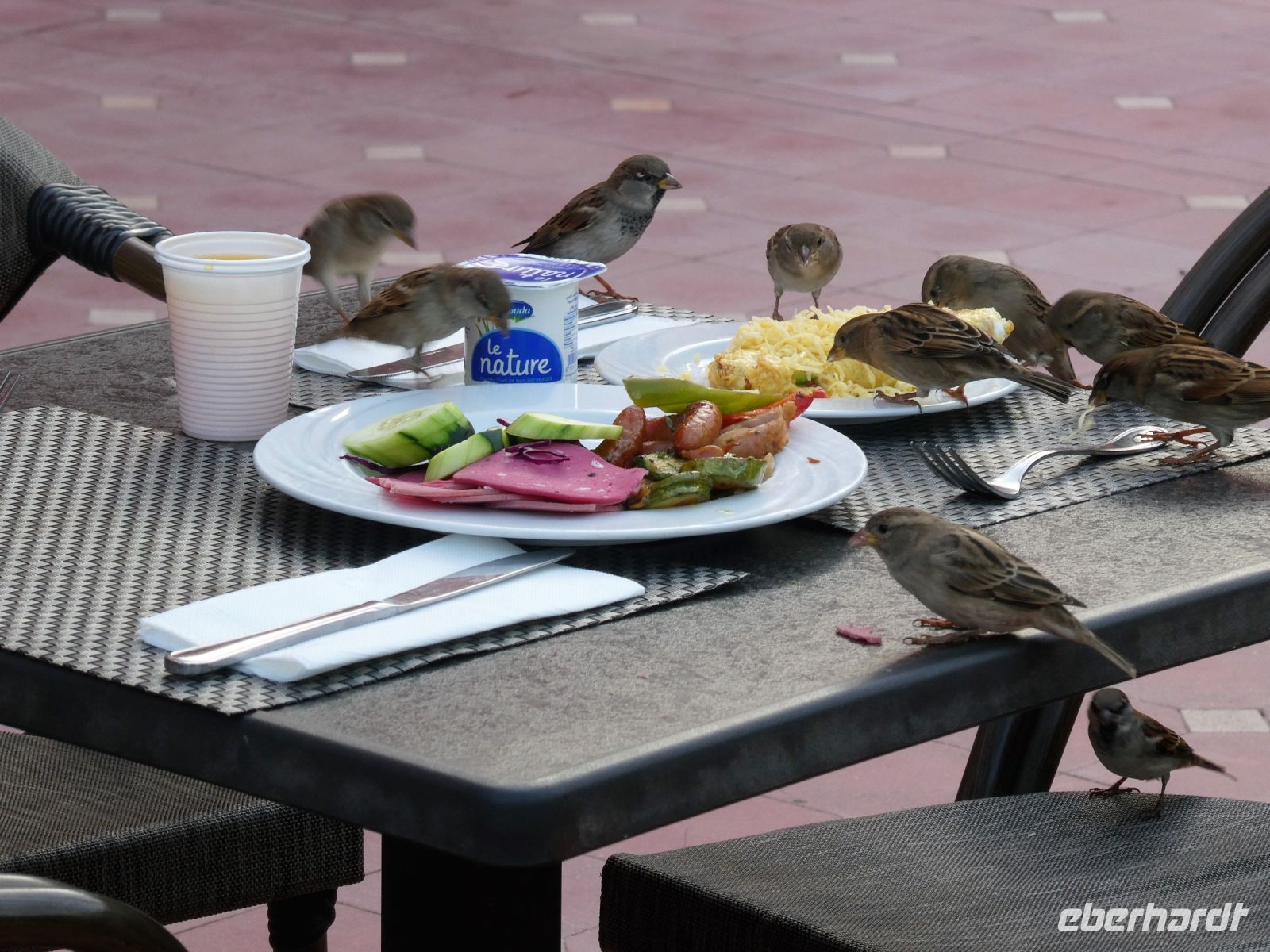 Spatzenfrühstück &ndash; &copy; Gina Egenolf (Eberhardt TRAVEL)