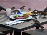 Spatzenfrühstück &ndash; &copy; Gina Egenolf (Eberhardt TRAVEL)