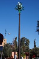 Dattelpalme? Kokospalme? Wajituna-Palme? --- 5G-Palme!  &ndash; &copy; Andreas Böcker (Eberhardt TRAVEL)