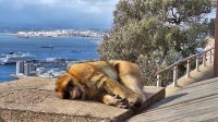 Gibraltar - Berberaffen &ndash; &copy; Birgit Kirchner (Eberhardt TRAVEL)