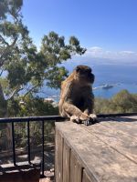 Gibraltar Affen.jpeg &ndash; &copy; Kora Buggel (Eberhardt TRAVEL)