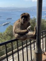 Gibraltar  &ndash; &copy; Francisco Javier Burgos Gutierrez (Eberhardt TRAVEL)