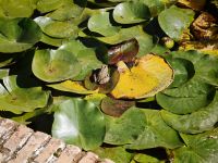 Granada Alhambra Finde den Frosch &ndash; &copy; Heike Jack (Eberhardt TRAVEL)