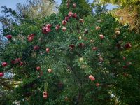 Granada Granatapfelbaum &ndash; &copy; Heike Jack (Eberhardt TRAVEL)