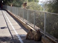 Gibraltar  &ndash; &copy; Heike Jack (Eberhardt TRAVEL)