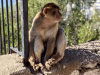 Gibraltar  &ndash; &copy; Heike Jack (Eberhardt TRAVEL)