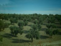 Andalusien Olivenhain &ndash; &copy; Heike Jack (Eberhardt TRAVEL)