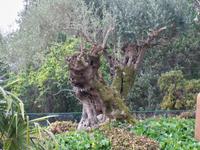 Madeira &ndash; &copy; Sabine Letzybyll (Eberhardt TRAVEL)