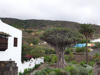 Icod de los Vinos (2) &ndash; &copy; Benjamin Rodriguez Manzanares (Eberhardt TRAVEL)