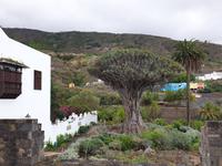 Icod de los Vinos (3) &ndash; &copy; Benjamin Rodriguez Manzanares (Eberhardt TRAVEL)